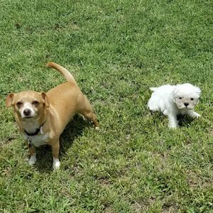 Meet your Posher, Brandy